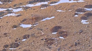 This breathtaking video captures the beauty and playful spirit of Snow Leopard cubs. As the two cubs chase each other down the mountain, they pounce and jump on each other, learning the hunting skills that they will need to survive in the wild. Snow Leopards are elusive creatures, and their cubs are even more difficult to spot. This rare footage offers a glimpse into the lives of these magnificent animals and the special bond between siblings. Snow Leopards are apex predators, and their cubs mus