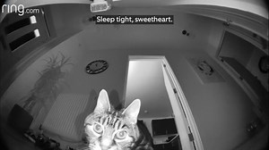 259K views · 7.6K reactions | Molly was in for a surprise when her owners decided to chat with her through their Ring's Two-Way Talk. | Ring | Facebook