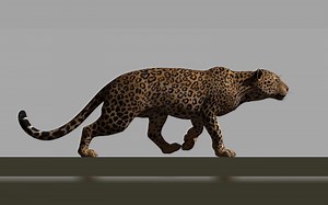 Leopard-walkcycle猫科四足循环走练习