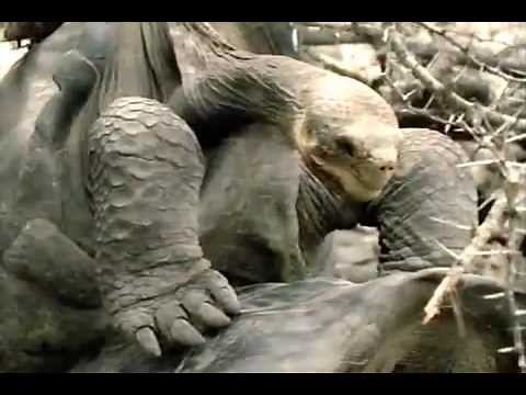 The Galapagos.mp4