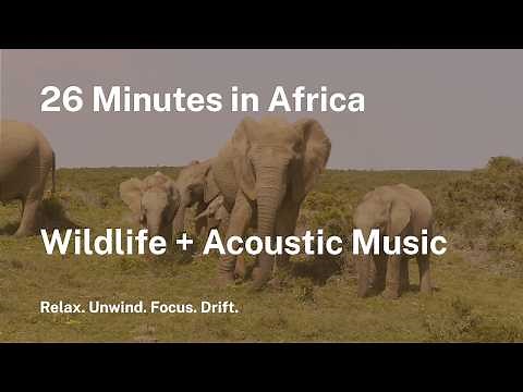 🦁 African Safari with Acoustic Music | 26 Min Wildlife & Relaxing African Instrumentals