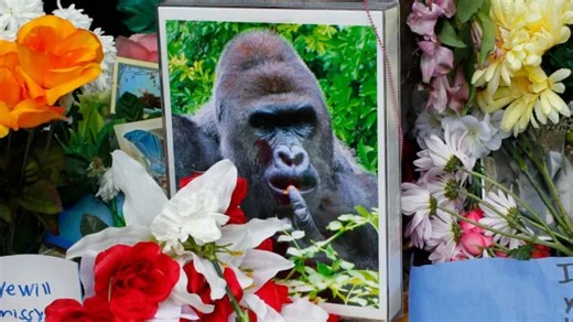 Harambe Death: When Did the Gorilla Die & Why Was It Killed?