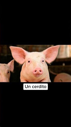 Animales que nacieron con partes extras del cuerpo #shorts #animales