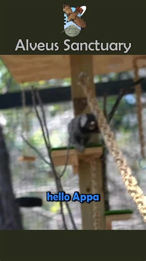 Do not have marmosets as pets 🙅‍♀️ #alveussanctuary #marmoset #extraemily #mayahiga | Alveus Sanctuary