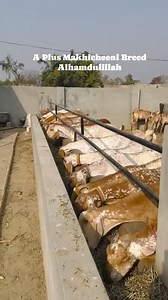 #reelsfb #pageviral #beetal #beetalgoatsofsahiwal #pagefollowers #pageforyou #cutegoats #reelviral # | Beetal Goats Of Sahiwal