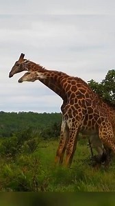 Giraffe knocks down the opponent 😱 | Wildlife Wonders