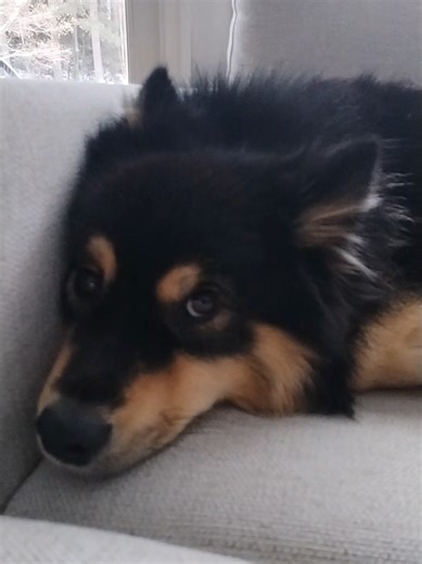 Understanding the Finnish Lapphund Breed