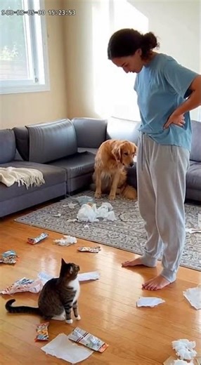Cat Snitches on Guilty Dog After Living Room Disaster