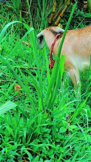 Goat grazing grass in countryside 🌿 peaceful village life