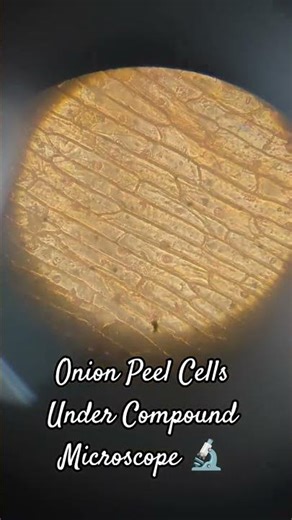 Onion Peel Cells Under Microscope 🔬 | Step-by-Step Biology Practical | Class 9 Experiment #viral
