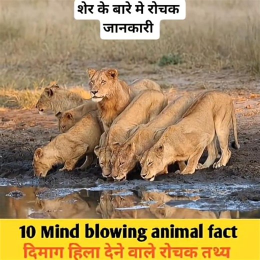 एनिमल फैक्ट, facts world, amezing facts #shorts #viral