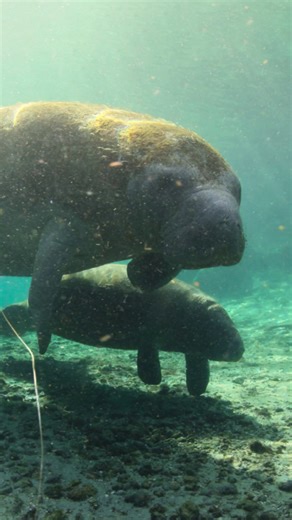 When the journey to paradise includes a snack break and a little… buoyancy adjustment 💨 | National Geographic Animals