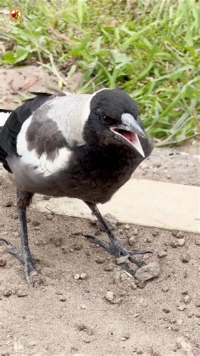 Australian Magpie Sounds (Magpie Foraging And Calling On Grassy Ground)