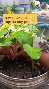 stem support use papaya branch #support #gardeningtips #fypシ゚viralシ #virals #foryouシ #fblifestyle #highlightsシ゚ #followersreels #sustainableliving | Canaan All in One Fertilizer Original Direct Supplier