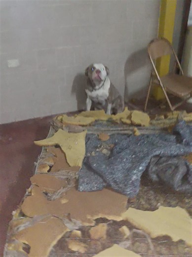 Americam Bully: comportamiento y cuidados básicos del perro