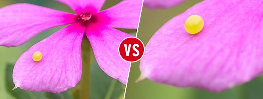 Raynox DCR-150 vs Raynox DCR-250 (Snap-on Lenses for Macro Photography)