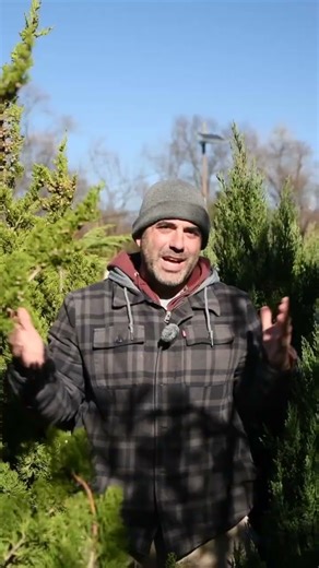 You NEED Evergreen Screens! - Privacy, Wind Protection and Noise Reduction for Your Yard!