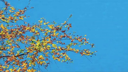 风景视频素材分享