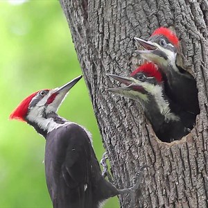 16K views · 369 reactions | Pileated Woodpecker Chicks At the Nest | Daily Reptile | Facebook