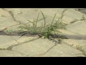 How To Prevent Weeds - Ace Hardware