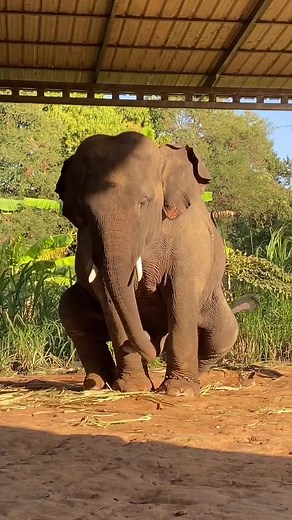 #elephant #gajah #gajahlucu #animalia