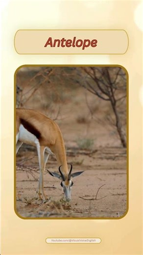 English Pronunciation - Antelope #learn #english #animals #pronunciation ‪@VisualVoiceEnglish‬