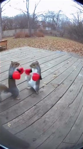 2 Squirrels boxing caught by house camera😂