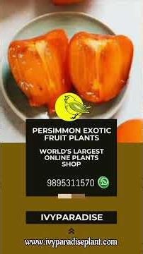 Persimmon Exotic Fruit plant Varieties