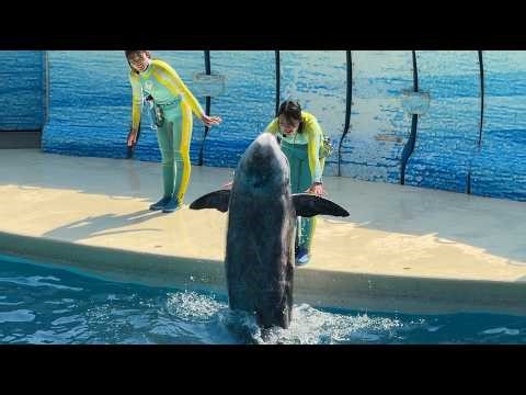 Enoshima Aquarium Dolphin Show "Wave ~I Want to Be Your Wave~" 2026.03.21 13:30