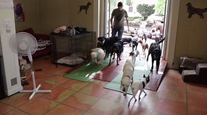 101K views · 10K reactions | It's almost dinner and time to bring the big dogs back down from the big yard where they have been running for a while. Momentary chaos ensues as they pass through. There is a lot of barking in this video.... | Old Friends Senior Dog Sanctuary | Facebook