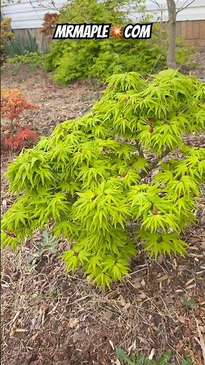 Wow! Acer palmatum 'Shin Shin Yatsubusa' Dwarf Japanese Maple 🍁 MrMaple.com