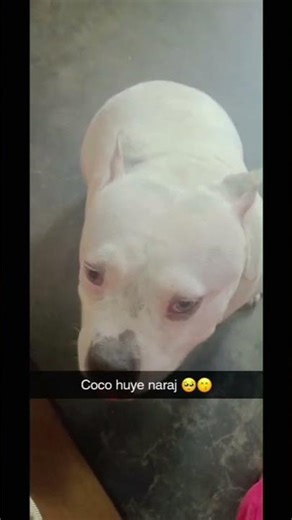 coco ko biscuit nahin mila 🙁 #coco #trending #shorts