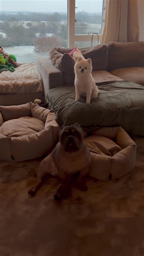 Funny Dogs Captured in Hilarious Moments