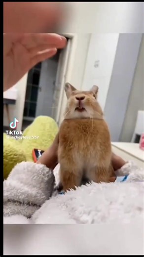 Rabbits are so dramatic pets #shorts #movements #pets #reels