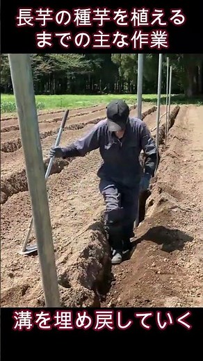 長芋の種芋を植えるまでの主な作業をショート動画にしました：2024年版 #農業