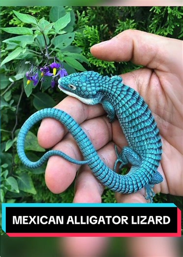 Mexican Alligator Lizard 🦎 The FAKE-Looking Lizard! #mexicanalligator #lizard #lizards #reptile #reptiles