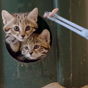 These are no house cats 😼 Despite these kittens' adorable looks, rare black-footed cats are sometimes called the "world's deadliest feline" for their incredible rate of success hunting rodents and birds in their native Botswana, Namibia and South Africa. These kittens, seen enjoying snack time at San Diego Zoo Safari Park, were born there in late April. 📹: San Diego Zoo Safari Park | FOX 5 San Diego