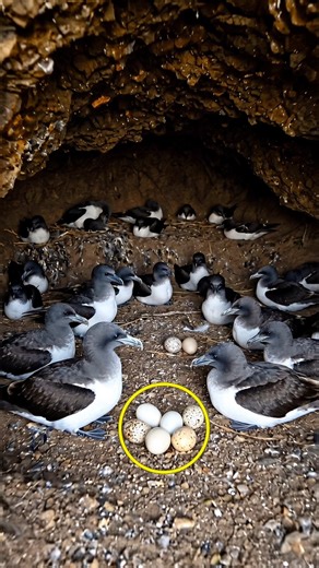 Underground Nest? This Bird’s Secret Will Shock You 😳 #Shorts