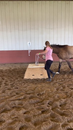When you bring your baby event horse to a trail obstacle clinic… 🥴😅🤣 #eventersoftiktok #futureeventhorse #connemarasoftiktok #horsefail