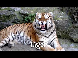 Wild Animal Sounds! Learning Zoo Animal Sounds for Kids