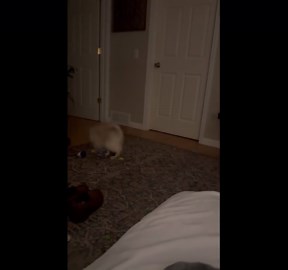 Goofus the Cat Does a Backflip