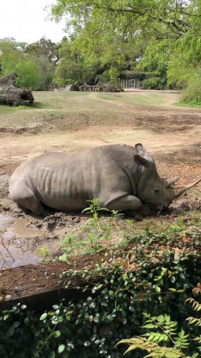 Rhino Farting at Zoo: Hilarious Moment Caught on Video