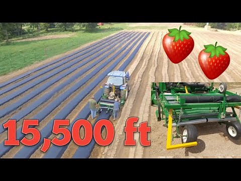 LAYING Plastic Mulch for STRAWBERRIES