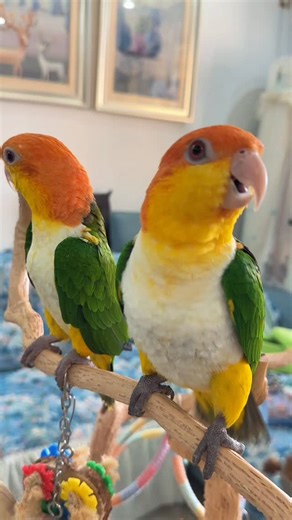 2.3K views · 152 reactions | It cries all day long, and it calls me a "big bad guy". It's really a 160g 159g rebellious parrot. Parrots are cute and funny. Legal breeding. Cute pet debut plan. Pet daily record. | Kasim Birds Farm | Facebook