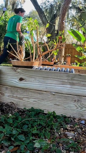 Big progress happening behind the scenes! 🐢🙌 We’re putting the finishing touches on our pens as we prepare to welcome our very first gopher tortoise patient. 🏥✨ Want to support our work? Visit the link below to donate and see our newly updated wishlist! https://www.gophertortoisealliance.org/donate #behindthescenes #bts #progress #wildliferehabilitation #tortoiserehab #KeystoneConservation #gophertortoisealliance #gophertortoises #gophertortoise #tortoise #tortoises #turtle #turtles #Tortoise