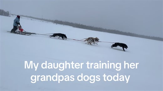 Fun day training the dogs with my daughter #fyp #cree #northernmanitoba #tradition