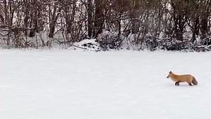 Like most foxes, red foxes hunt prey like mice, which they can detect through the snow, thanks to their advanced hearing. Once a #redfox pinpoints its prey's location, it leaps high into the air and nosedives in. #WildlifeWednesday Video by Christine Voorhees | NYS Department of Environmental Conservation