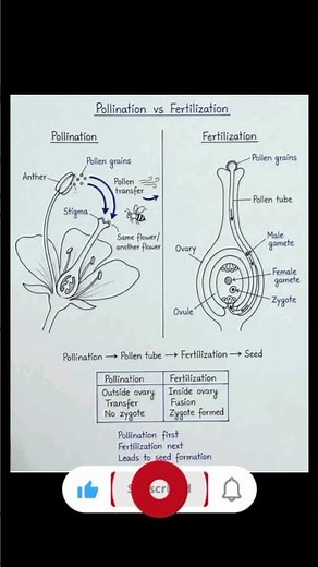 pollination and fertilization| difference between pollination and fertilization#biology#biologynotes