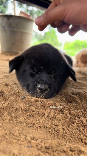 Puppy's first time playing outside.