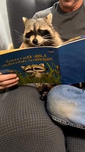 This is absolutely adorable! 😁🥰 #raccoon #raccoons #raccoonsofinstagram #trashpanda #raccoonlove #raccoonlife #raccoonlover #wildlife #animals #babyraccoon #cute #rocketraccoon #raccoonbaby #raccoonofinstagram #raccooncafe #raccooneyes #raccoonmemes #nature #mapache #petraccoon #racoon #raccooncity #trashpandas #art #raccoonart #love #cuteanimals #waschb #pet #animal #memes #cuteraccoon #raccoondog #r #animallovers #photography #wildlifephotography #babyraccoons #funny #fox #naturephotography 